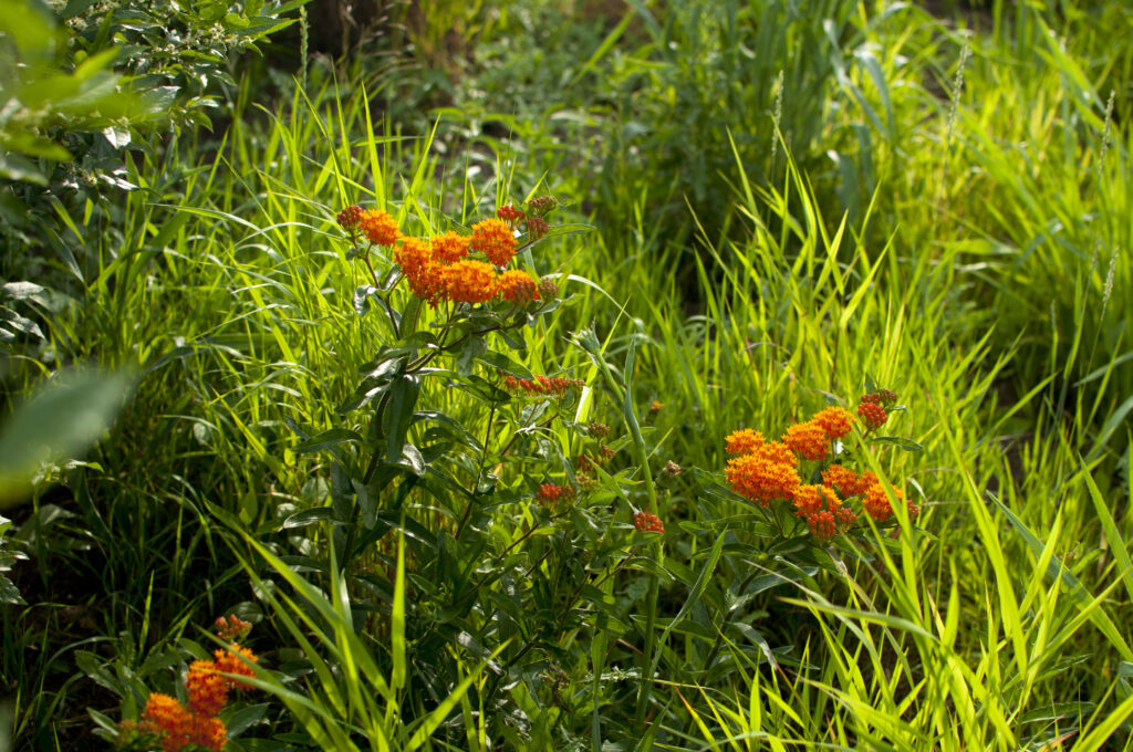 Bright orange flowers clustered among tall green grass in a natural setting.