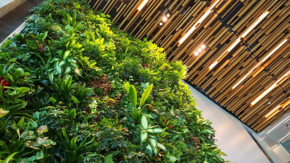 A vertical garden composed of various green plants displayed on a wall, with wooden beams and lights visible in the ceiling above.