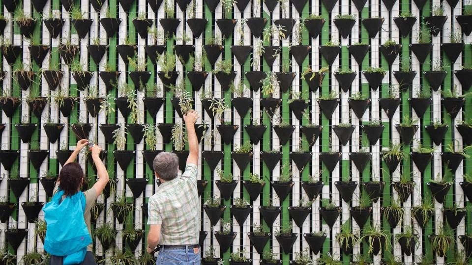 Two people arranging plants on a vertical garden wall made of black pots. The pots are filled with various green plants growing in them. The background features a green wall.