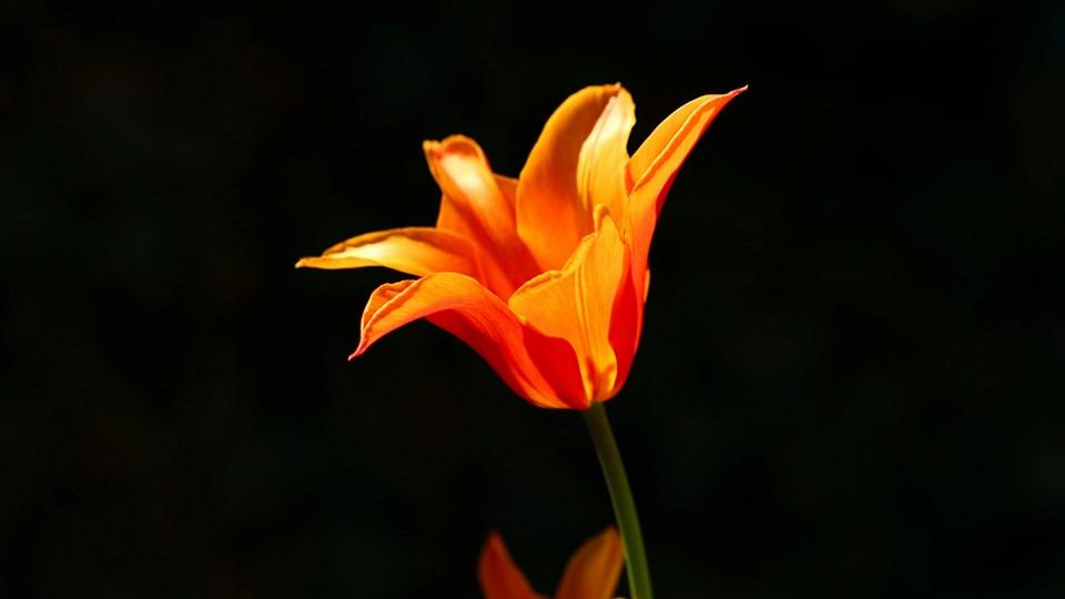 An orange tulip flower with petal variations, centered against a dark background. The tulip appears vibrant with hints of red on the petals and a green stem.